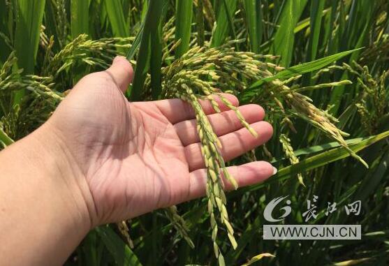 yl23455永利官网